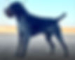 Mirko.webp