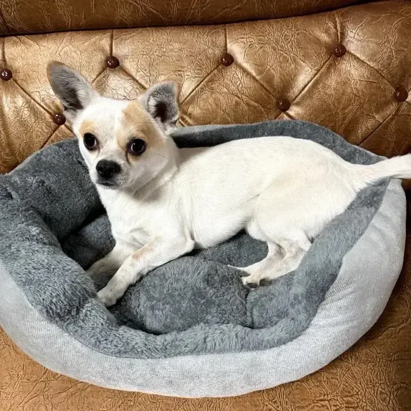 Thumbnail: Very Soft Warm Dog Bed Pets Basket Cat House Sofa for Medium Large Dog Sofa Bed 