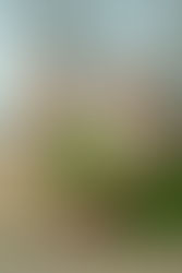 Understanding Ayurveda: A Comprehensive Insight