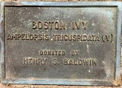 Ivy - Baldwin