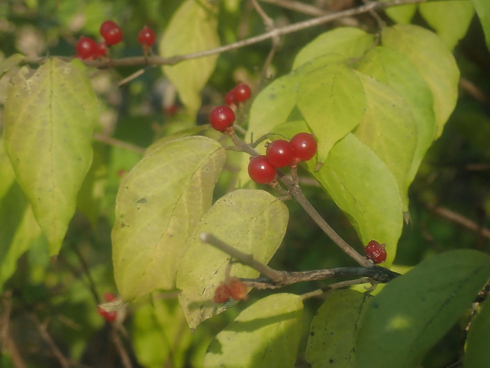 Yellowing Amur honeysuckle leaves with berries