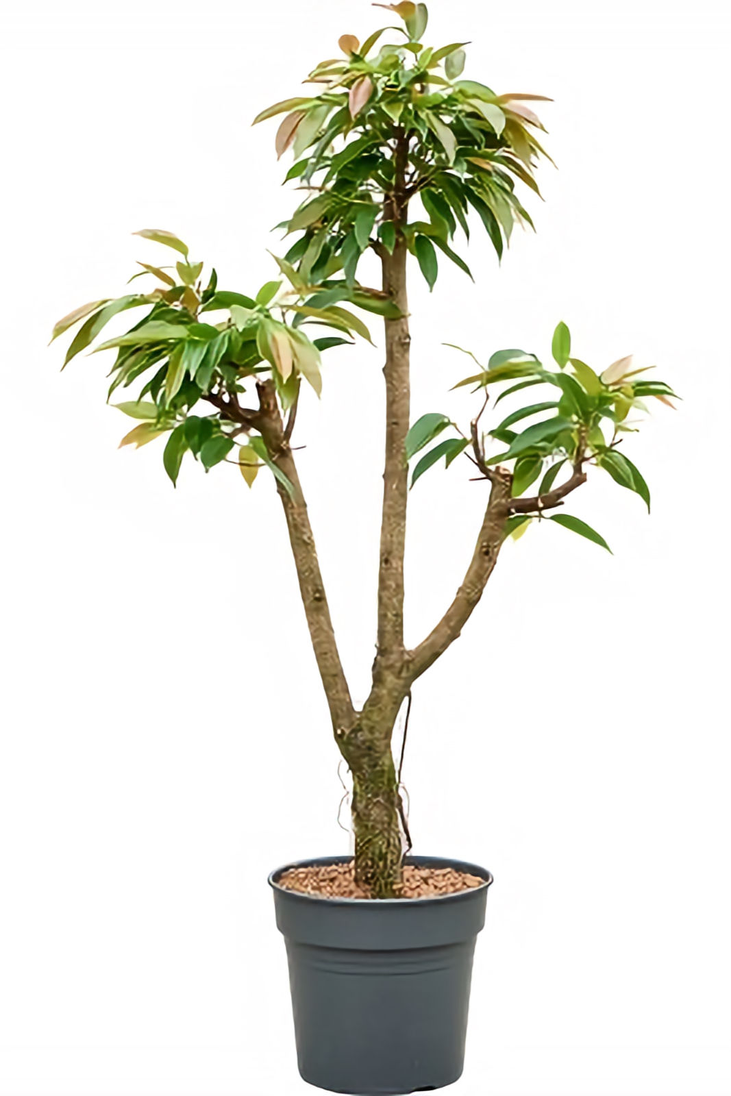 Ficus binnendijkii 'Amstel King' Feigenbaum