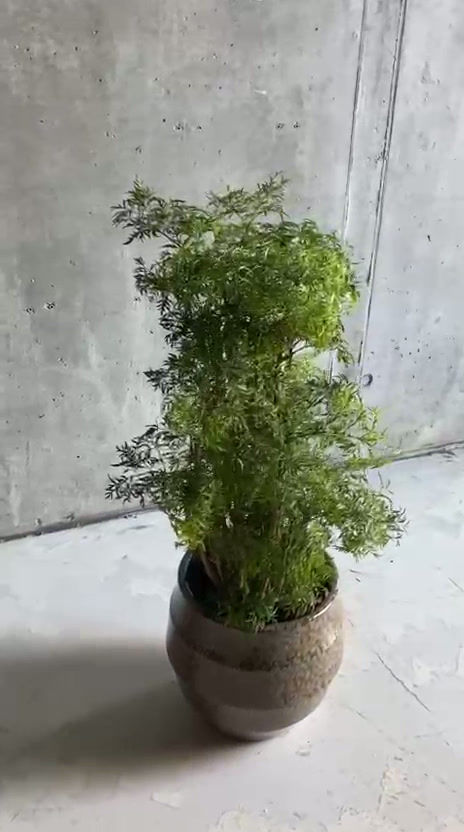 Miniaturbild: Aralia 'Ming'