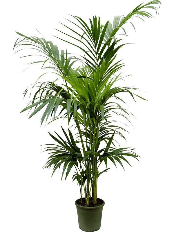 Miniaturbild: Howea forsteriana - Kentia Palme