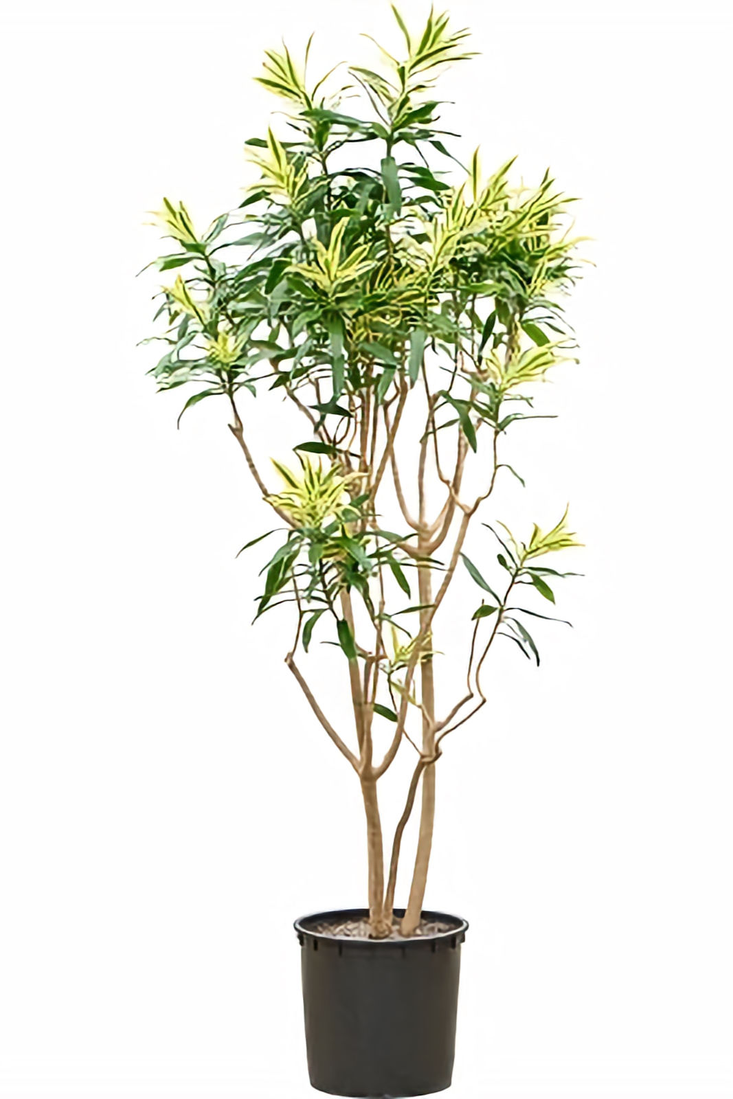 Dracaena reflexa 'Song of Sri Lanka'