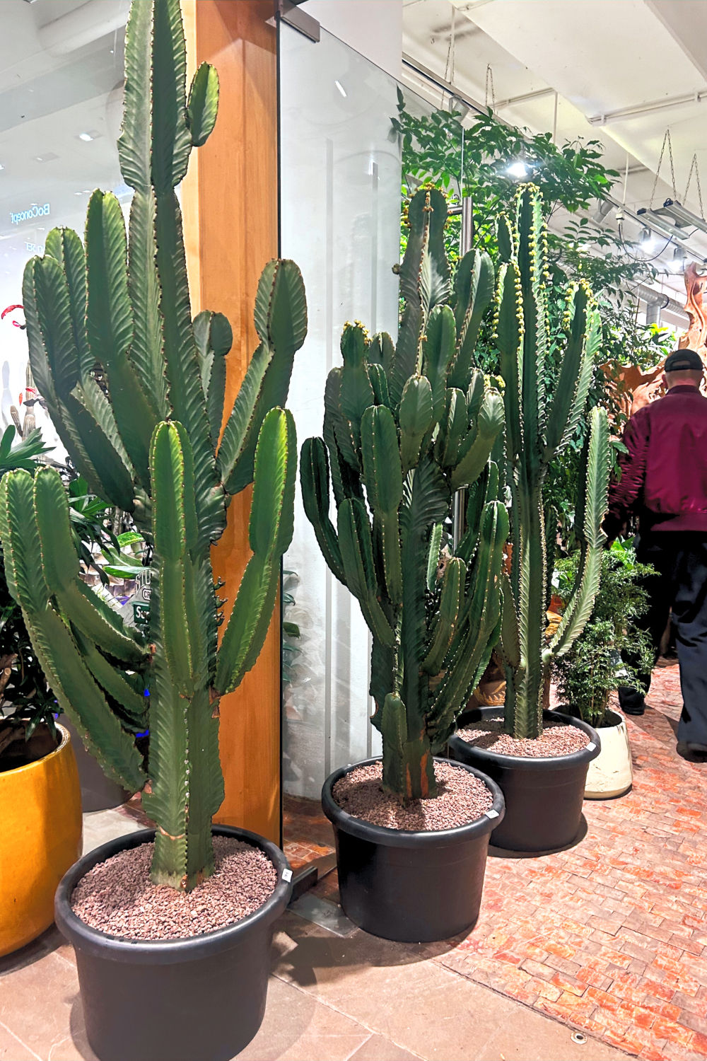 Euphorbia ingens