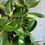 Miniaturbild: Ficus elastica 'Robusta'