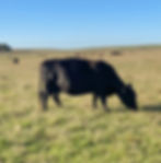 Vaca Plantelera de 11 años