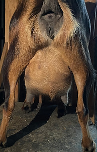 Smarty 2F Udder