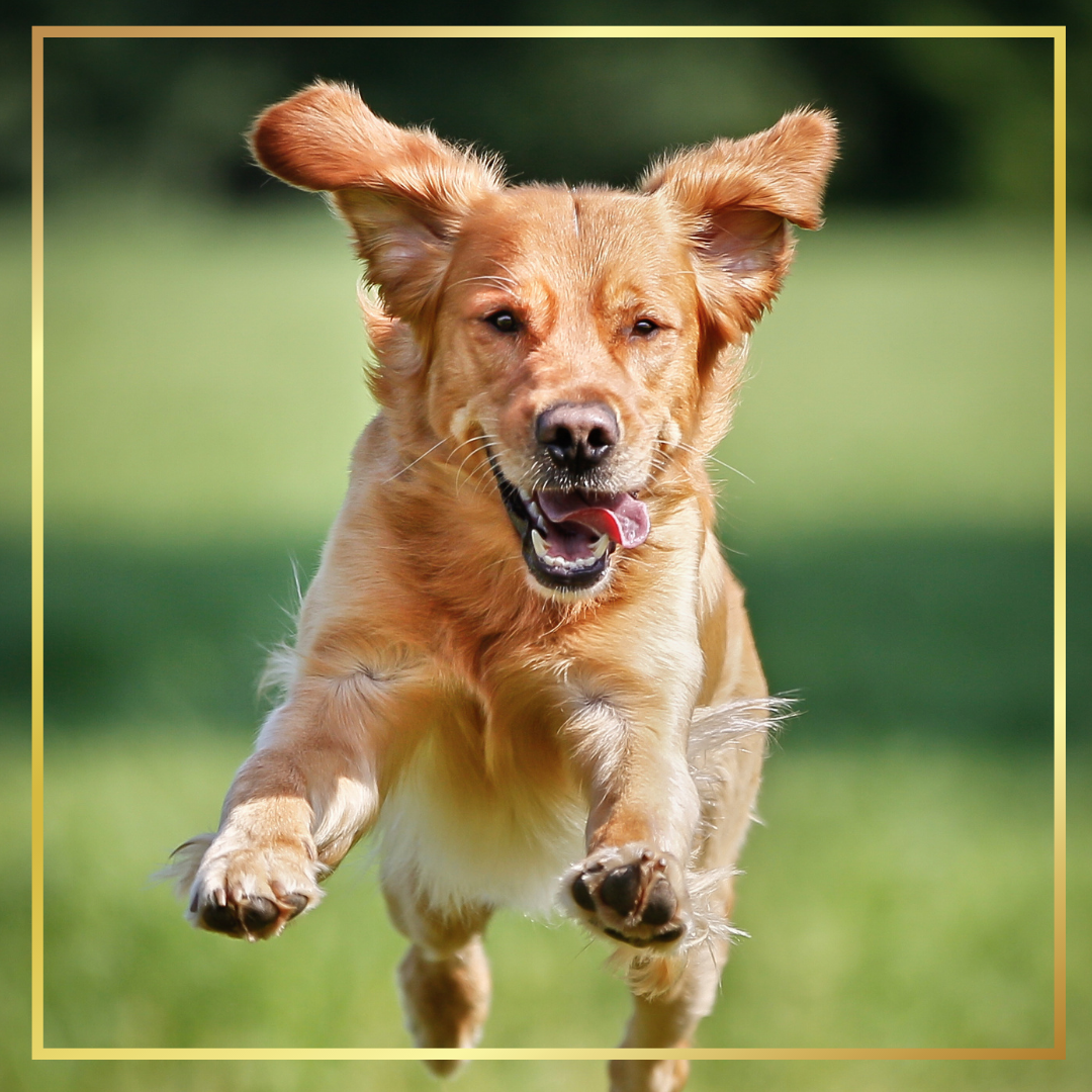 New Pet Parent’s Dog Training Tips content media