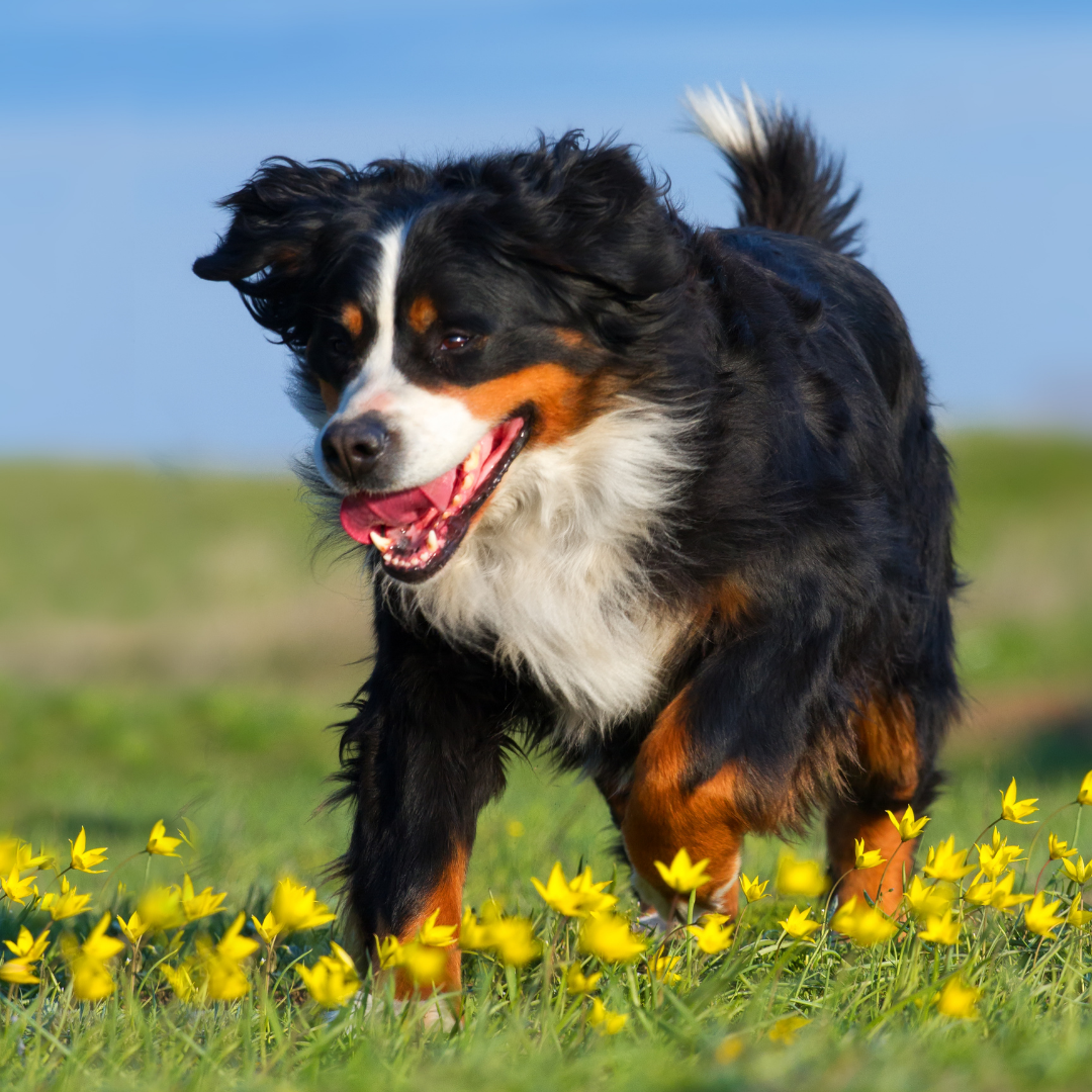 Three Imminent Dangers to your Dog this Spring (PART 1) content media
