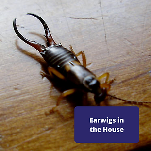earwigs-in-the-house.png