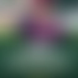 An insight into Jemโs Shield debut