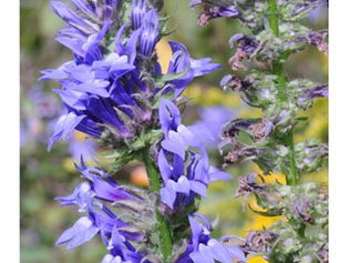 A purple flower up close