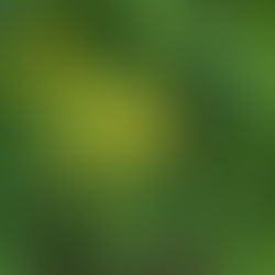 A yellow flower with green foliage background