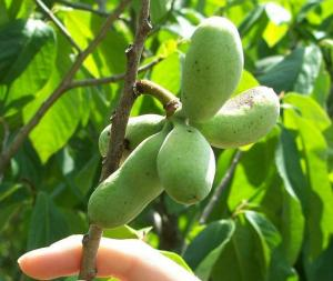 Young fruit growing in a cluster of 5