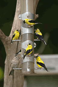 Bird Feeder Maintenance