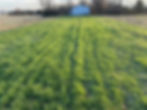 Oat grass growing in a sunny field.