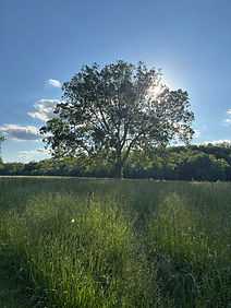 oak tree in field