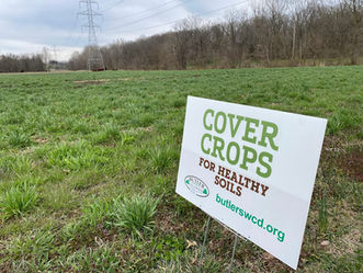 cover crop