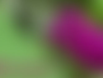 HELIOTROPIUM - FLORAIS DE MINAS