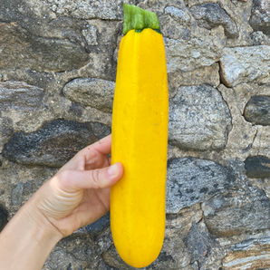 Yellow zucchini grown by Laurel Glen Farm in Shelton, CT.