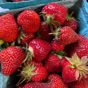 Pick your own strawberries from The Fields at Laurel Glen Farm, located in Shelton, CT.