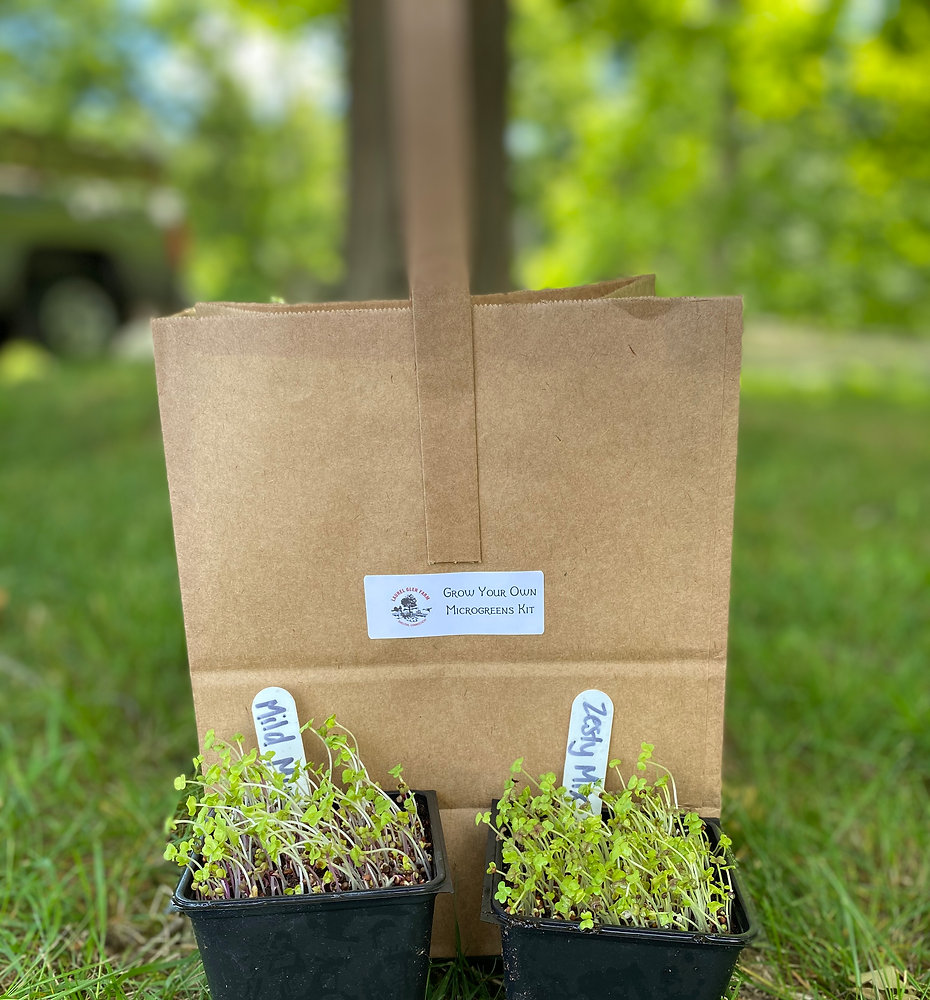 DIY Microgreens Kit Instructions, Tips, & Recipes