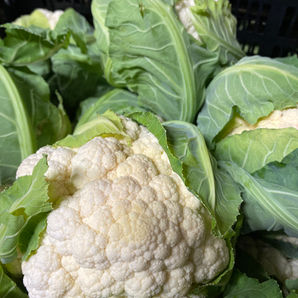 Fresh cauliflower vegetable for sale at at Laurel Glen Farm's farm store in Shelton, CT.