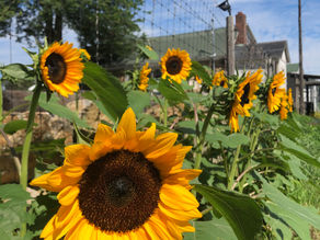 Summer Subscription 2020 Week 10B