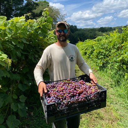 Farmer and owner Randy holds a fresh harvest of grapes from the fruit fields at Laurel Glen Farm.