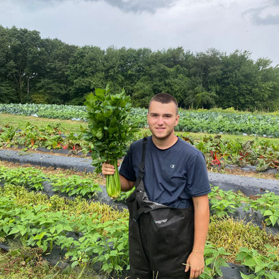 Male farmer harvests a fresh bunch of greens in the vegetable fields at Laurel Glen Farm.