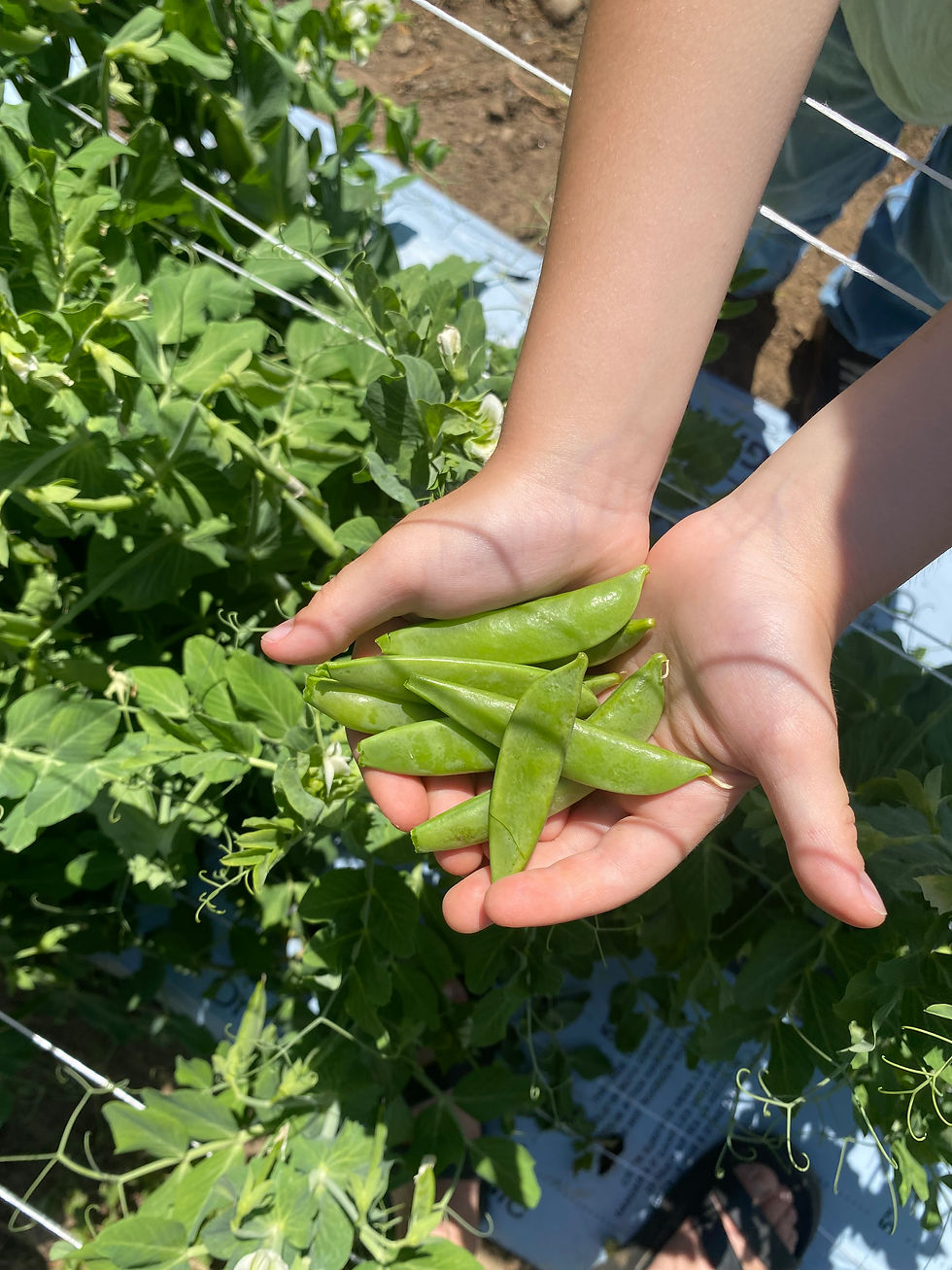 Welcoming in some new end-of-June crops