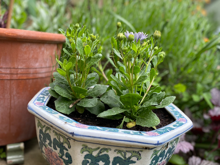 Container Gardening
