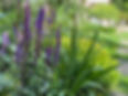 Salvia Caradonna.jpeg