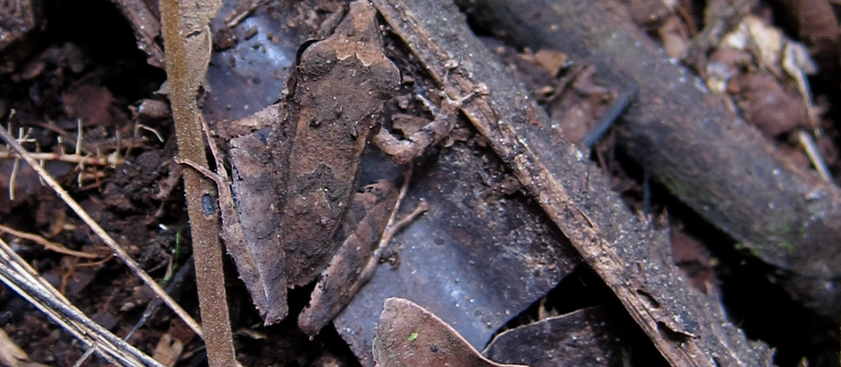 So many layers! (Feb 9, 2011)