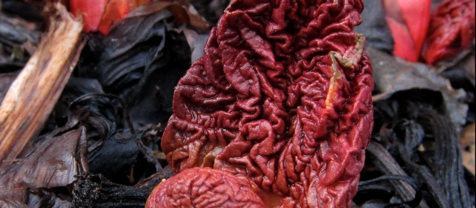 Walking through the garden (Apr 23, 2011)