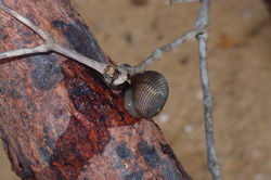 P2261317_Nerita lineata - Common Nerite