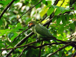 Long Tailed Parakeet (5)