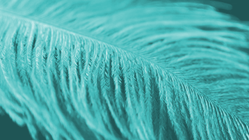 feather-movie-orig-1057945561-4k-trimmed-med-turq-2.gif