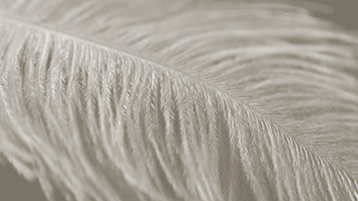 feather-movie-orig-1057945561-4k-trimmed-taupe.gif