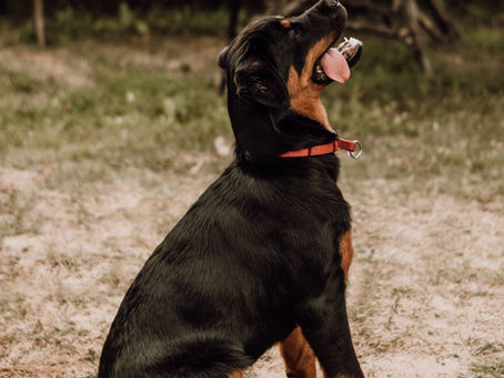 Best Herding Ball for Beaucerons: Sizing | CollieBall