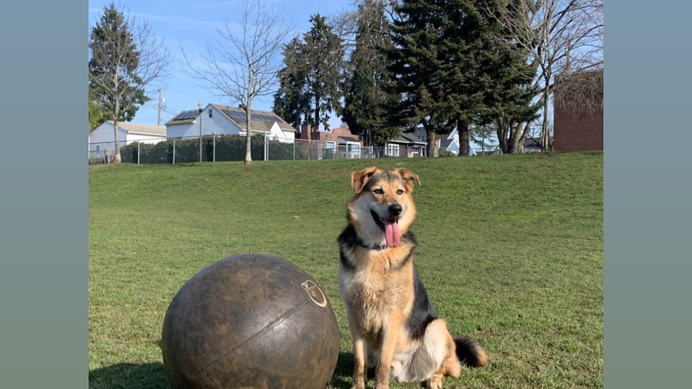 herding ball detail