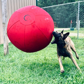 malinois is trying to bite a red herding ball on the air 