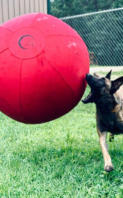 malinois is trying to bite a red herding ball on the air