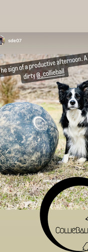 border collie standing next to dirty blue herding ball