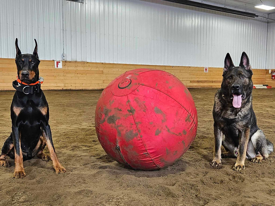 Doberman and German Shepherd sharing a herding ball during controlled parallel work