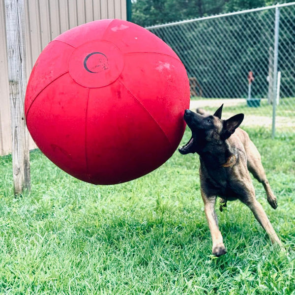 A playful dog jumps at a large red herding ball on a grassy field near a wooden post and wire fence, exuding excitement and energy.
