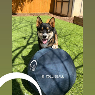 an australian cattle dog holding a red herding ball on grasses in a backyard