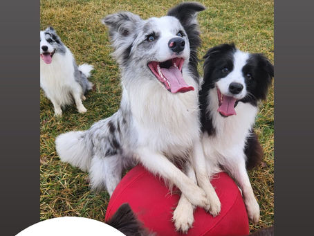 Discover the Amazing Benefits of CollieBall - Original Herding Balls for Dogs